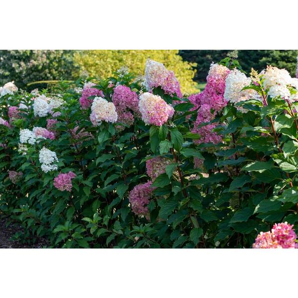Online Orchards 1 gal. Vanilla Strawberry Hydrangea Online Orchards 1 gal. Vanilla Strawberry Hydrangea