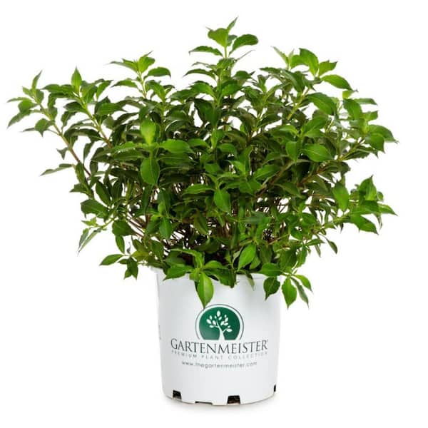 Unbranded 2.0 Gallon Pink Poppet Weigela (Weigela Florida 'Pink Poppet') Shrub with Pink Flowers
