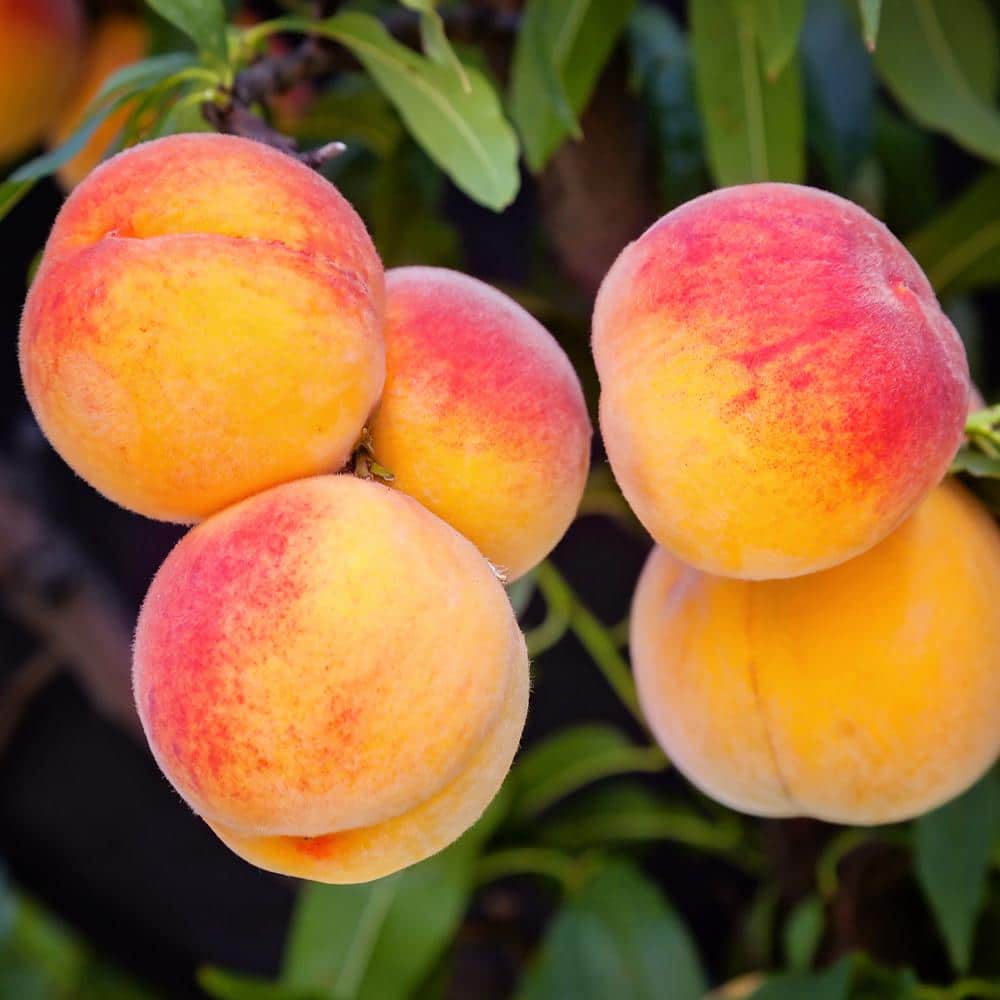 USDA Organic Belle of Georgia Peach Trees for Sale
