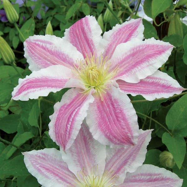 Spring Hill Nurseries Cotton Candy Clematis Vine Pink Flowering Bare Root Perennial Starter Plant (1-Pack)
