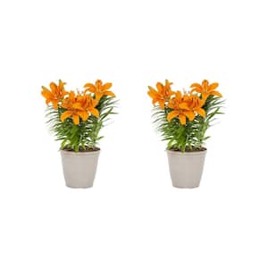 3 Qt. Asiatic Lily 'L.A. Summer Sun' in Decorative Planter Orange Perennial Plant (2-Pack)