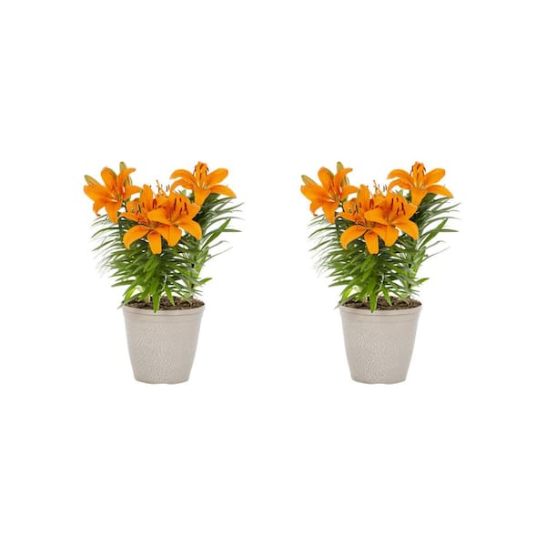 METROLINA GREENHOUSES 3 Qt. Asiatic Lily 'L.A. Summer Sun' in Decorative Planter Orange Perennial Plant (2-Pack)