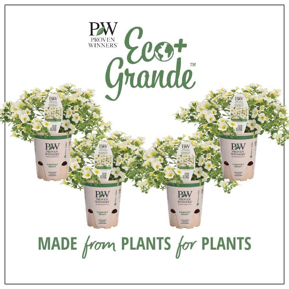 PROVEN WINNERS 4.25 in. Eco+Grande, Superbells Over Easy
