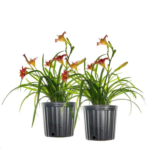 Perfect Plants 1 Gal. Little Business Daylily Flowering Shrub (2-Pack)