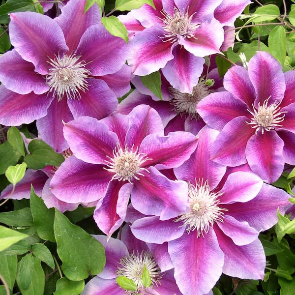 Spring Hill Nurseries 2 in. Pot Killian Donahue Clematis Live Perennial Plant Pink-Purple and White Flowering Vine