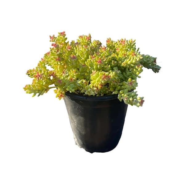 Zeus & Ruta Stonecrop Sedum Plants Pet-Safe Spreading in Pots (5-Pack)
