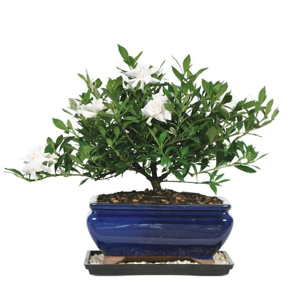 Brussel's Bonsai Gardenia Bonsai Tree Plant Outdoor Plant in Ceramic Bonsai Pot Container, 4 Years Old, 6 to 8 in.