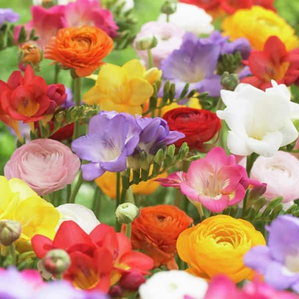 VAN ZYVERDEN Grand Freesia and Ranunculus Blend Bulbs (Set of 25)