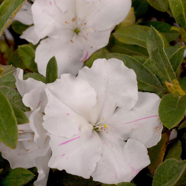 ENCORE AZALEA 1 Gal. Autumn Lily Azalea Shrub with White Flowers