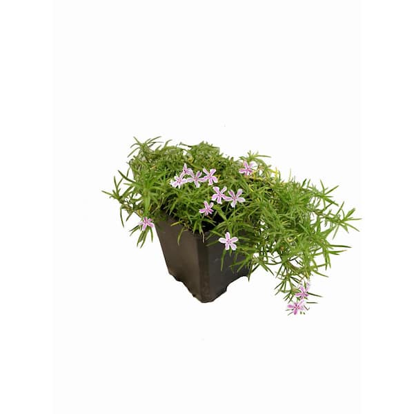Unbranded 1.0 Qt. Perennial Phlox Subulata Candystripe