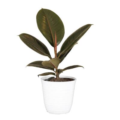 Low Light House Plants Indoor Plants The Home Depot