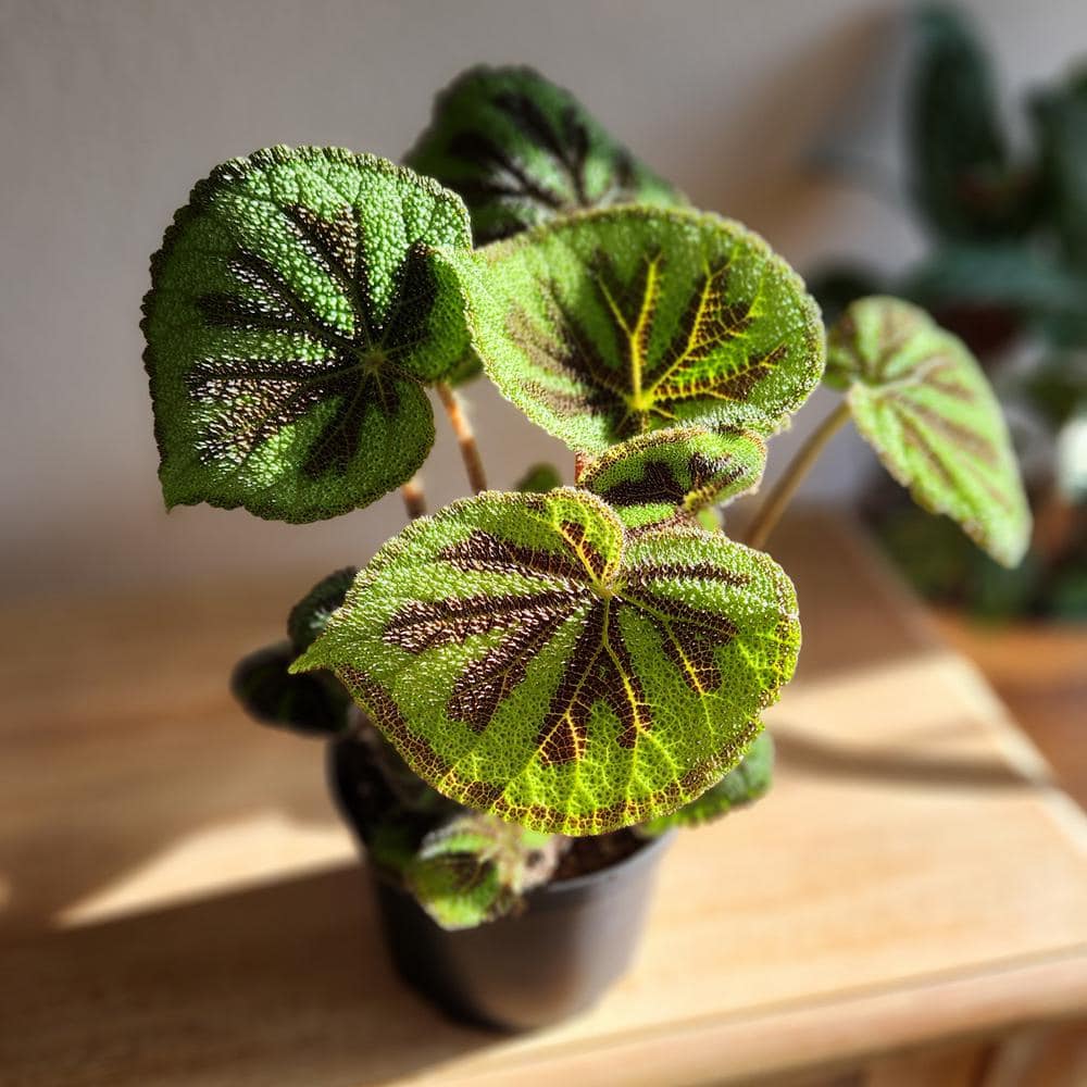 Rock Begonia Iron Cross with Black Plastic Pot