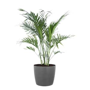 Cat Palm Chamaedorea Cataractarum Indoor Outdoor Live Plant in 10 in. Premium Sustainable Ecopots Grey Pot