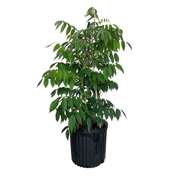 3 Gal. Amethyst Falls Wisteria, Live Shrub, Clusters of Lilac-Purple Blooms