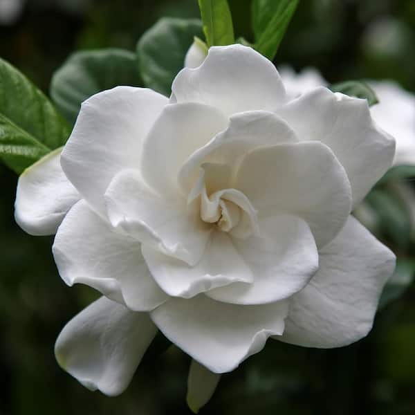 national PLANT NETWORK 2.25 Gal. White Blooms Radicans Gardenia Plant