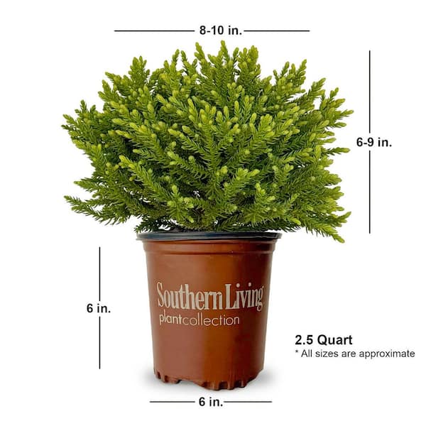 SOUTHERN LIVING 2.5 Qt. Dragon Prince Cryptomeria (Dwarf Japanese