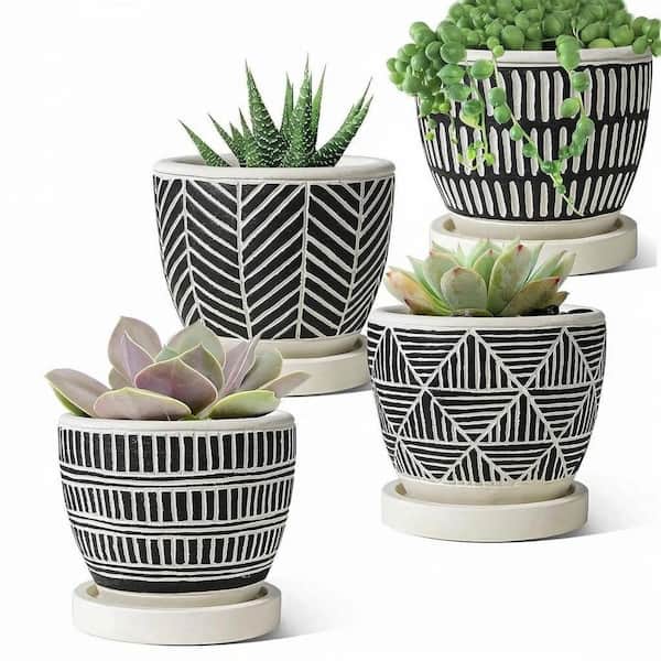 snake plant seeds Sansevieria Laurentii – Hey Rooted