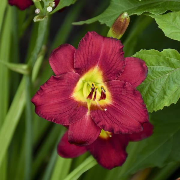 Bareroot Daylily Pardon Me Perennial Plant with Red Flowers (3-Pack)