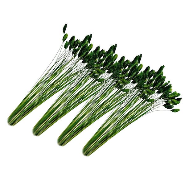 21 in. Green Indoor Non Artificial Dried Preserved Dried Gem Grass-Pack of 4