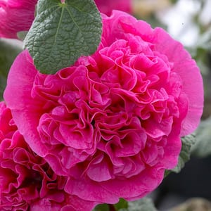 Hollyhocks Double Pink Roots (5-Pack)