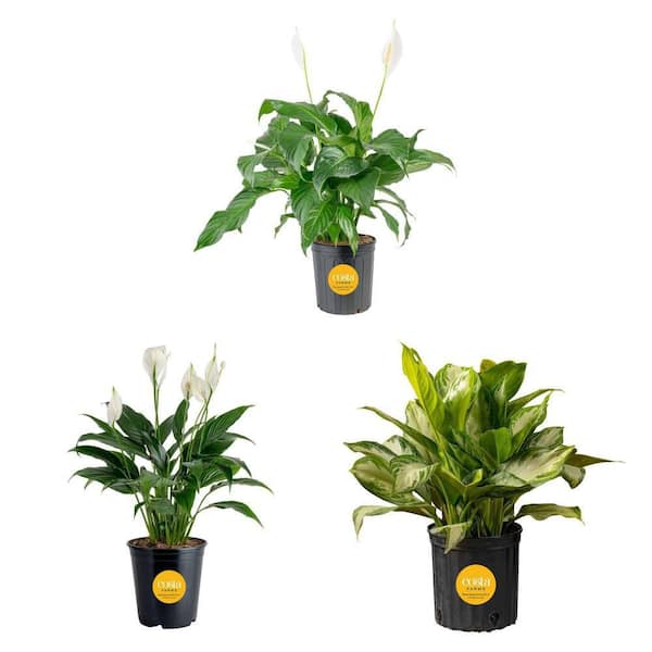 Costa Farms Aglaonema Silver Bay (2-3 ft) and Spathiphyllum Peace Lily  Plant Combo (3-Piece) - The Home Depot