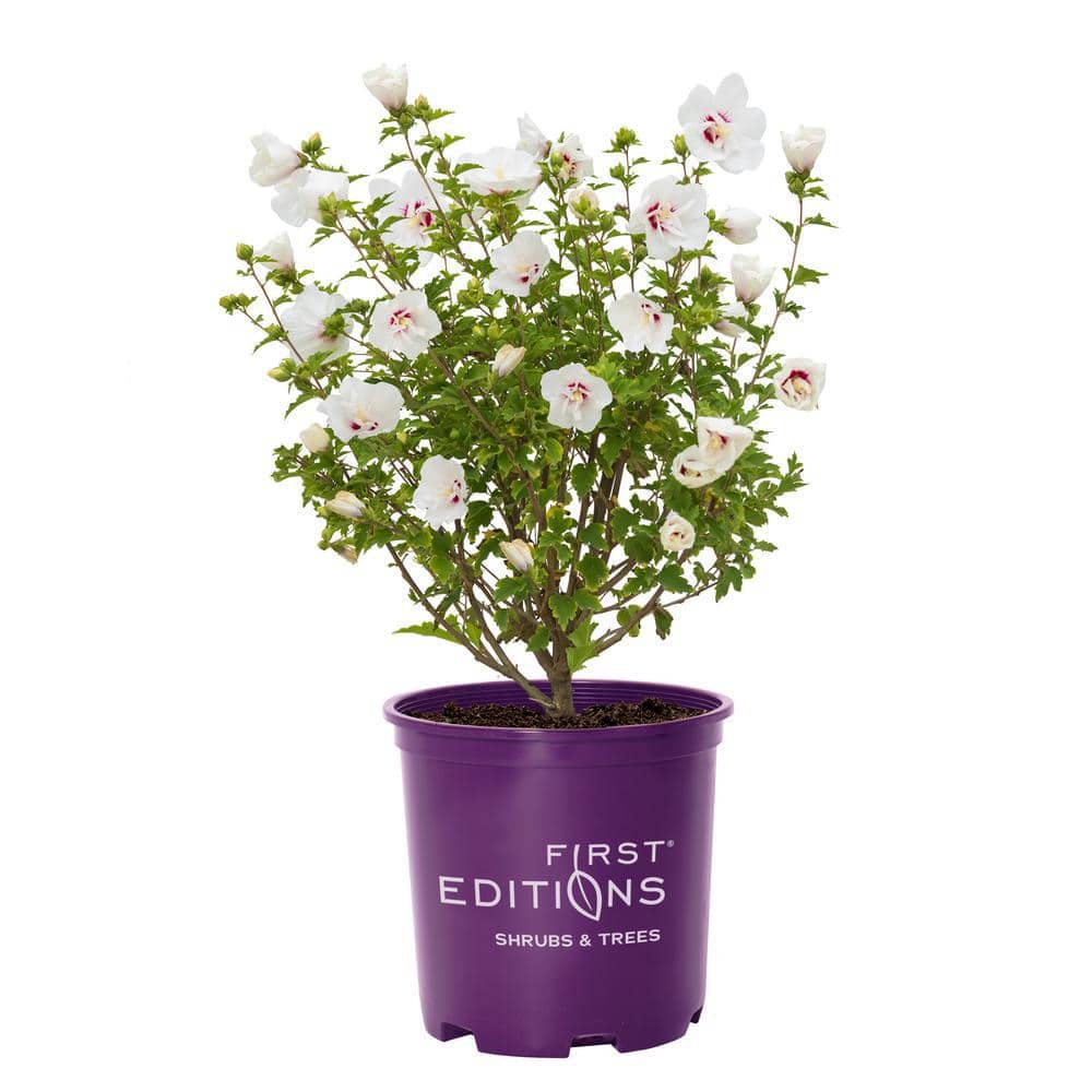 2 Gal. Bali Hibiscus Flowering Shrub with Semi-Double White Flowers price history on PriceWatchPro