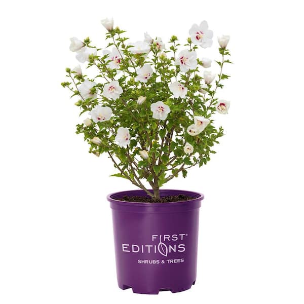 2 Gal. Bali Hibiscus Flowering Shrub with Semi-Double White Flowers