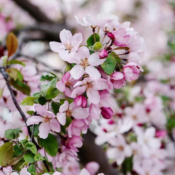 1 Gal. Indian Summer Crabapple