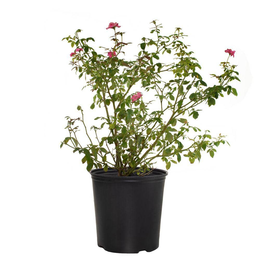 Knock Out 3 Gal. Knock Out Rose In Deco Container With Assorted Flowers 