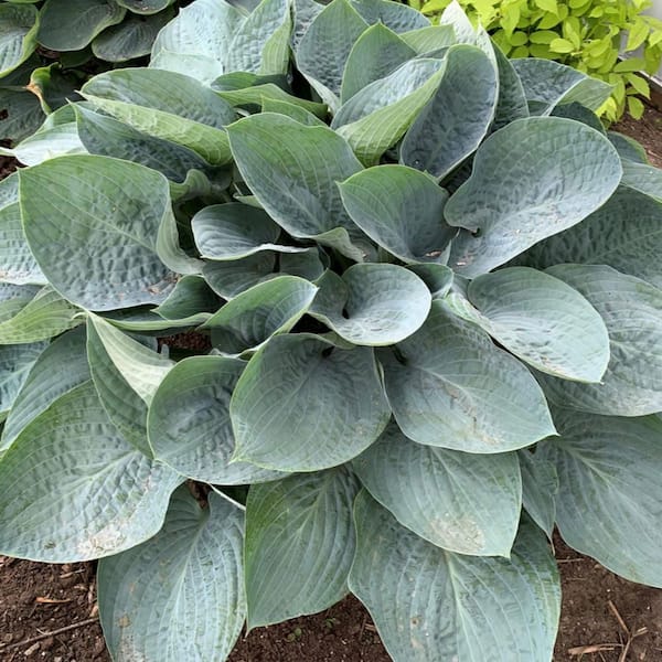 0.65 Gal. Shadowland 'Above the Clouds' Hosta (Hosta hybrid) Live Perennial Plant with Blue Foliage