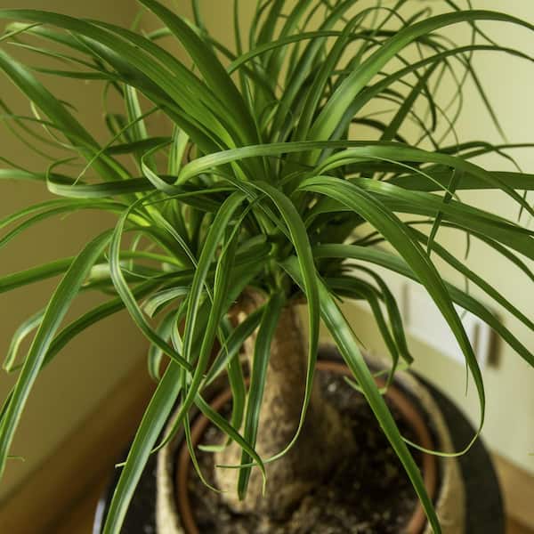 national PLANT NETWORK 4 in. Ponytail Palm Stump Plant in Grower Container  HD2569