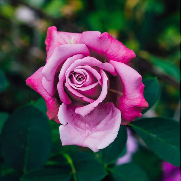 national PLANT NETWORK Bare Root Rose Paradise with Pink Flowers