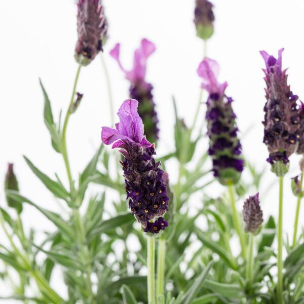 METROLINA GREENHOUSES 2 qt. Lavender Javelin Forte Deep Purple