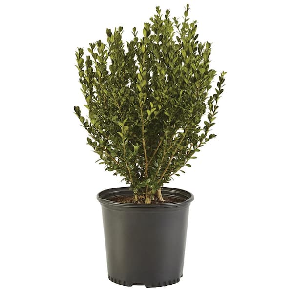 Unbranded 2.5 Qt. Wintergreen Boxwood Shrub Plant