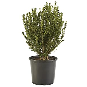 2.5 Qt. Wintergreen Boxwood Shrub Plant