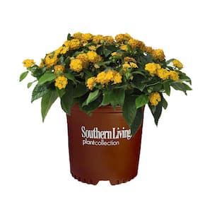 2.6 Qt. Pot of Gold Little Lucky Lantana Plant with Golden Yellow Blooms