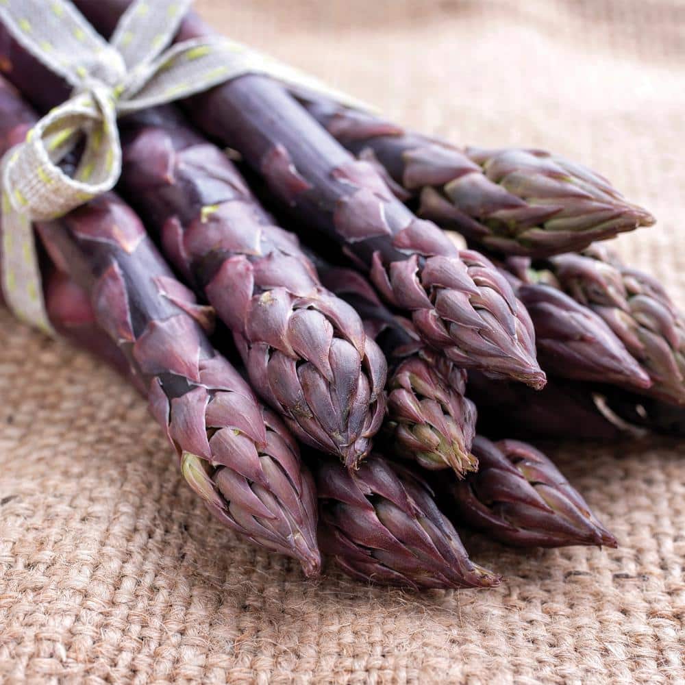 Purple Passion Asparagus Roots with Nutty Flavor