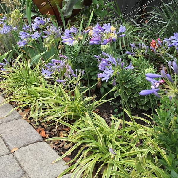 Brilliant Blue Dwarf' Agapanthus - Blue-Purple Bicolor Dwarf African – AKME  Gardens