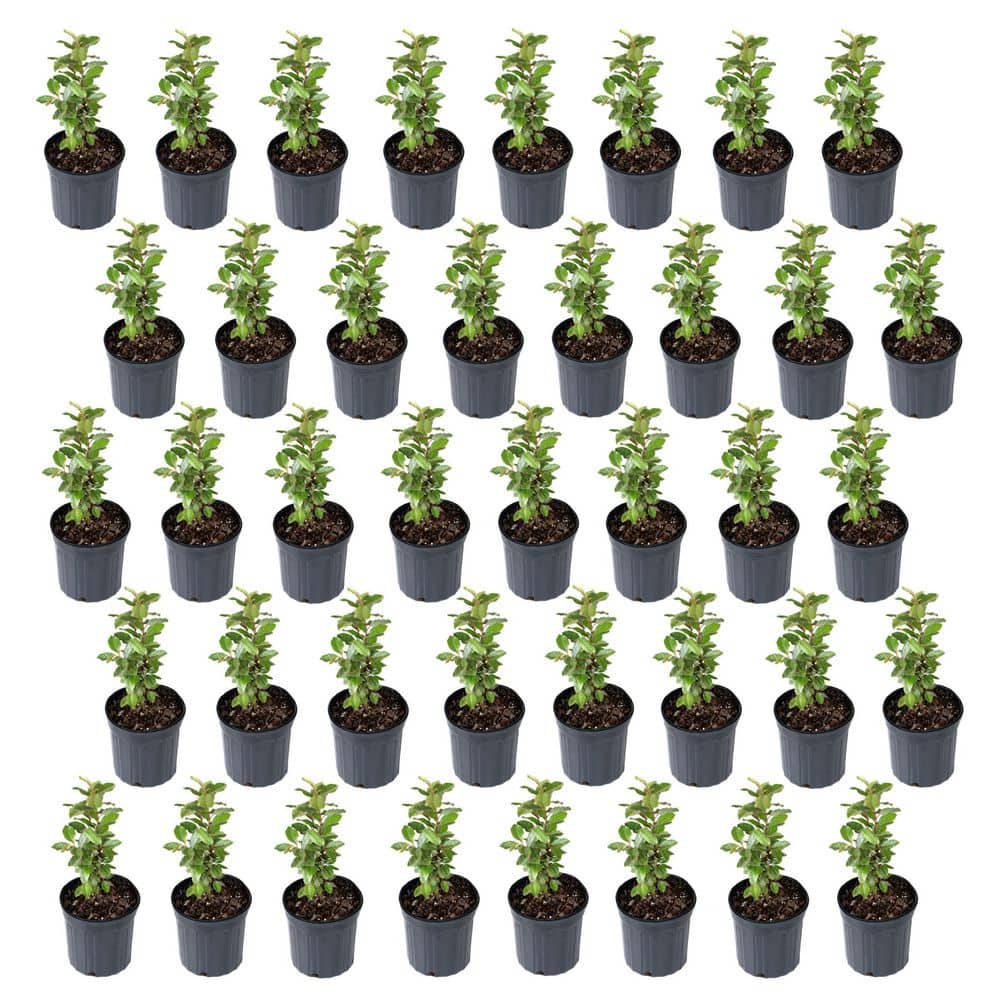 national PLANT NETWORK 1 Gal. Elaeagnus Shrub (40-Pack) HD7177D