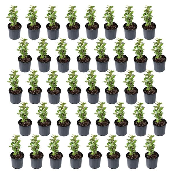 hanging plant pot holder 6 Pot Hanging Plant Holder
