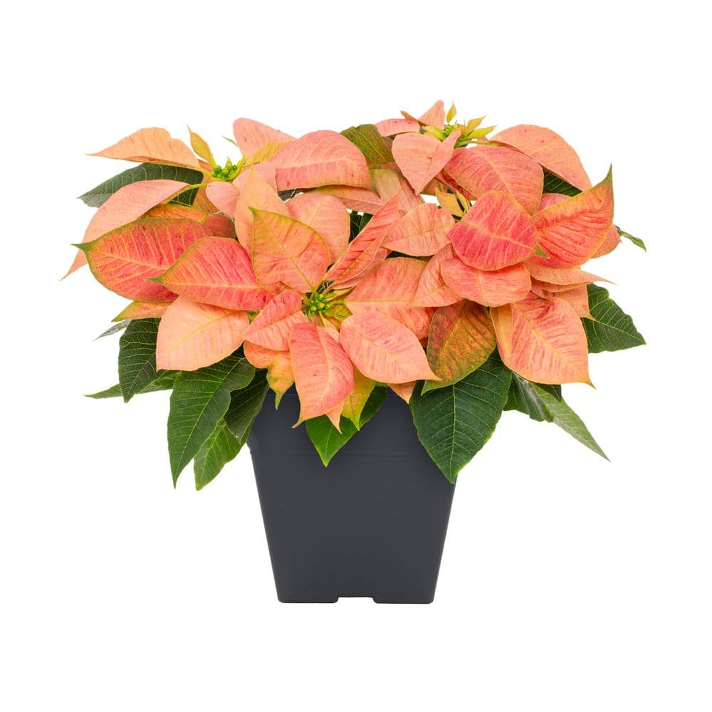 Vigoro 2 Qt. Viking Cinnamon Christmas Poinsettia with Deco Pot