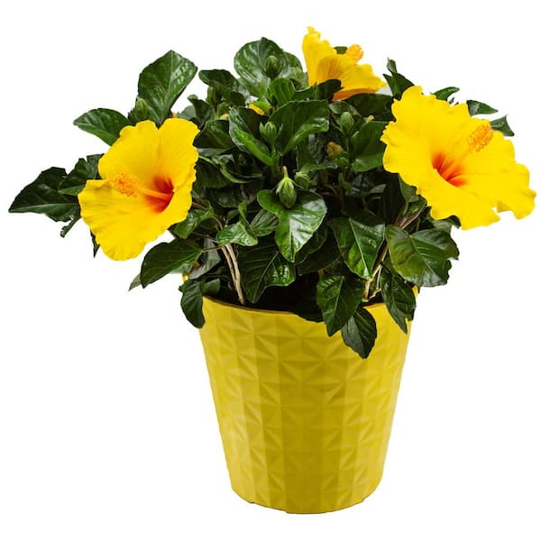 0.9Gal. #8 Hibiscus Flowering Annual Shrub with Red, Yellow, Pink, and Orange Blooms