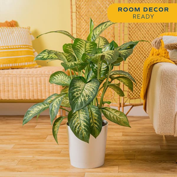 Dieffenbachia Indoor Plant in 10 in. White Decor Planter, Avg. Shipping Height 2-3 ft. Tall
