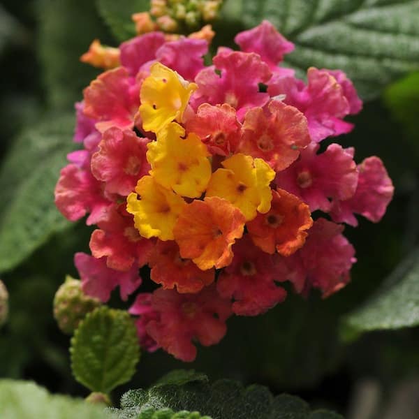 SOUTHERN LIVING 2.5 Qt. Little Lucky Hot Pink Lantana, Live Perennial Plant, Pink and Yellow Bloom Clusters