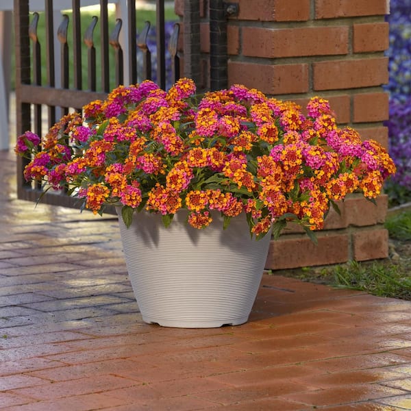 national PLANT NETWORK 2.5 in. Lantana Bloomify PassionFruit Plant