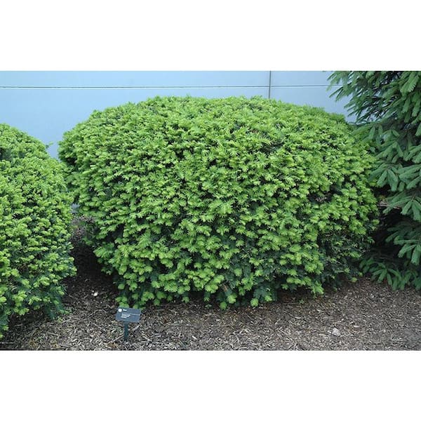 BELL NURSERY 3 Gal. Densiformis Yew (Taxus) Live Evergreen Shrub  TAXUS3MDE1PK - The Home Depot