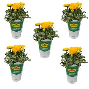 1 Qt. Ranunculus Annual Plant with Yellow Flowers (5 - Pack)