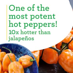 19 oz. Habanero Hot Pepper Plant (2-Pack)