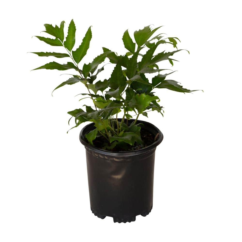 2.5 qt. Holly Fern (Cyrtomium Falcatum) Live Semi-Evergreen Plant, Emerald Green Foliage price history on PriceWatchPro