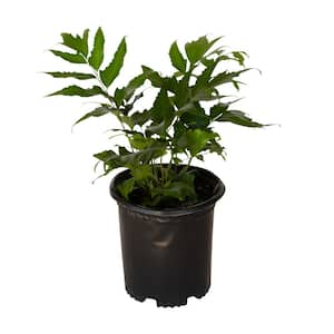 2.5 Qt. Holly Fern, Live Evergreen Plant, Emerald Green Foliage